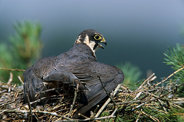 Baumfalke (Falco subbuteo)