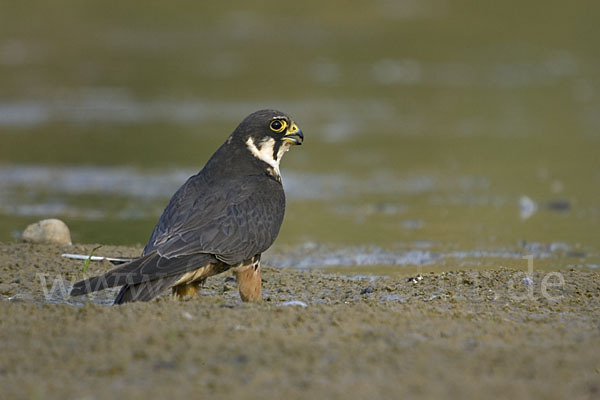 Baumfalke (Falco subbuteo)