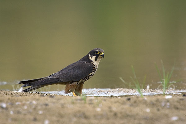 Baumfalke (Falco subbuteo)