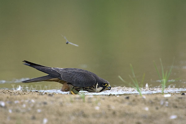 Baumfalke (Falco subbuteo)