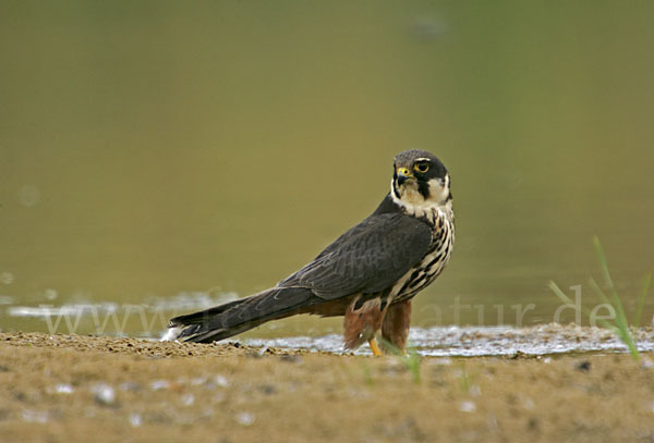 Baumfalke (Falco subbuteo)