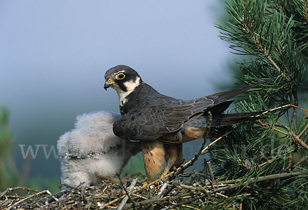 Baumfalke (Falco subbuteo)