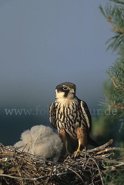 Baumfalke (Falco subbuteo)