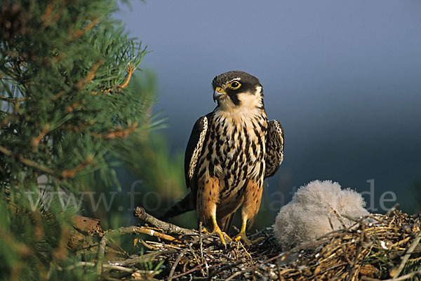 Baumfalke (Falco subbuteo)