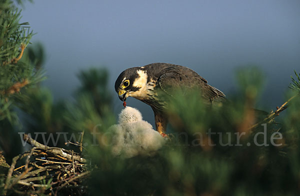 Baumfalke (Falco subbuteo)