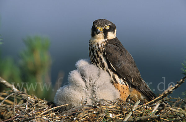 Baumfalke (Falco subbuteo)