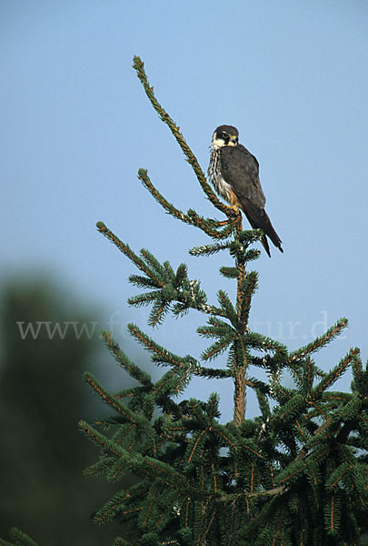 Baumfalke (Falco subbuteo)