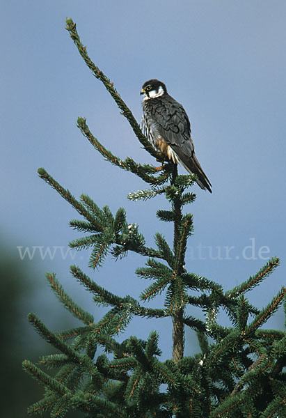 Baumfalke (Falco subbuteo)