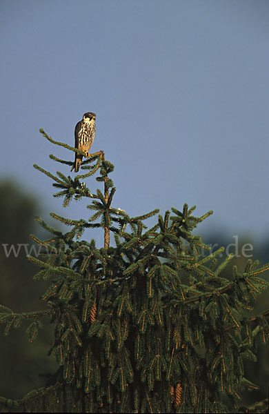 Baumfalke (Falco subbuteo)