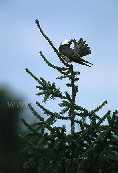 Baumfalke (Falco subbuteo)