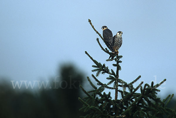 Baumfalke (Falco subbuteo)