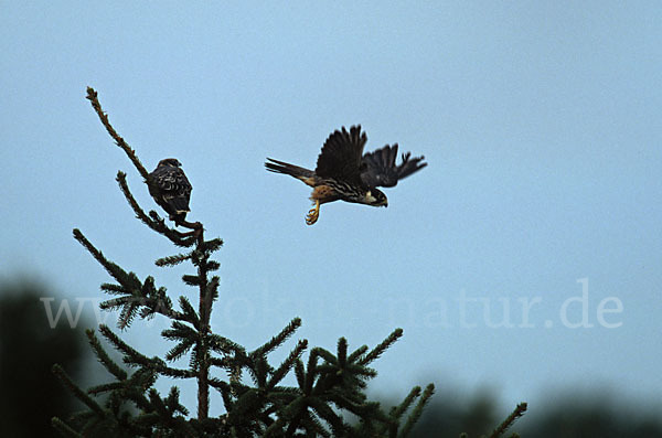 Baumfalke (Falco subbuteo)