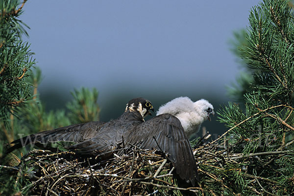 Baumfalke (Falco subbuteo)