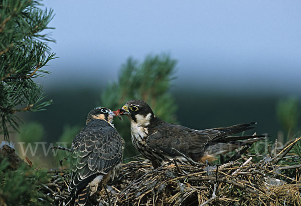 Baumfalke (Falco subbuteo)