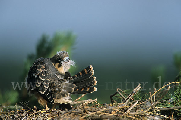 Baumfalke (Falco subbuteo)