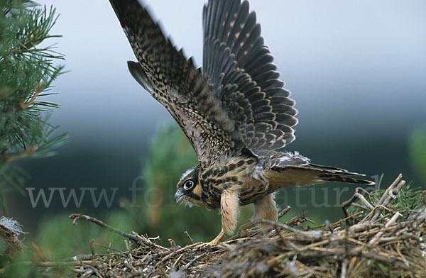 Baumfalke (Falco subbuteo)