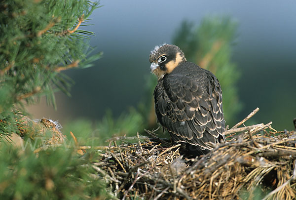 Baumfalke (Falco subbuteo)