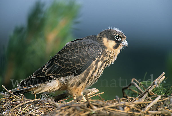 Baumfalke (Falco subbuteo)