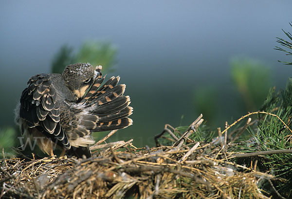 Baumfalke (Falco subbuteo)