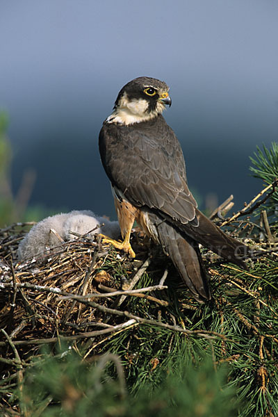 Baumfalke (Falco subbuteo)