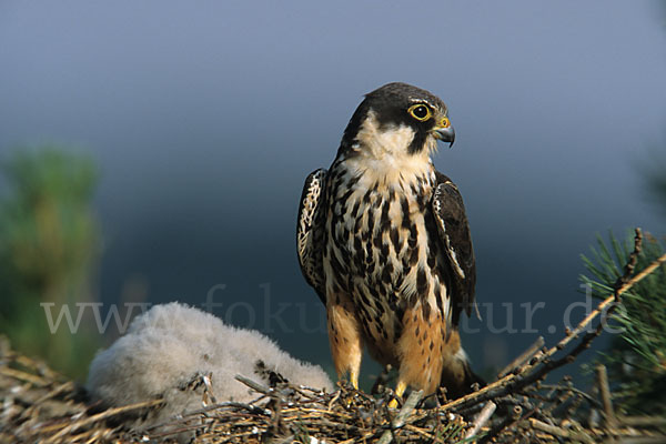 Baumfalke (Falco subbuteo)