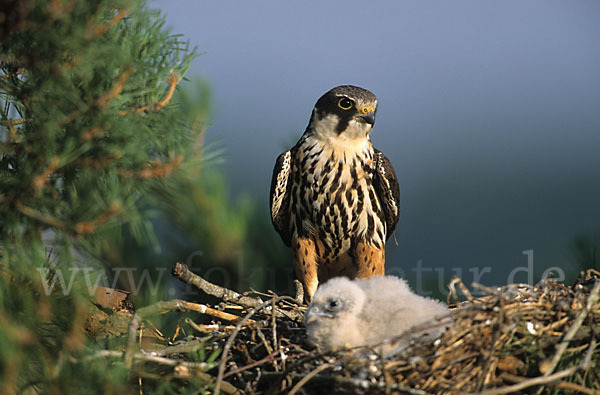 Baumfalke (Falco subbuteo)