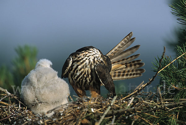 Baumfalke (Falco subbuteo)