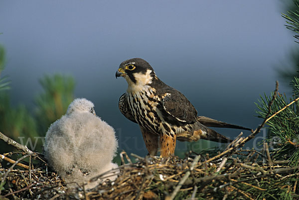 Baumfalke (Falco subbuteo)