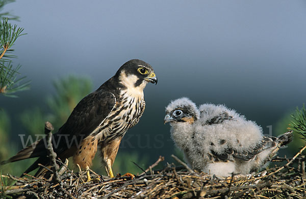 Baumfalke (Falco subbuteo)