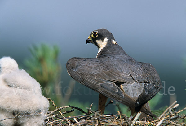 Baumfalke (Falco subbuteo)