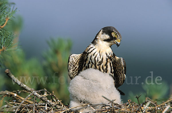 Baumfalke (Falco subbuteo)