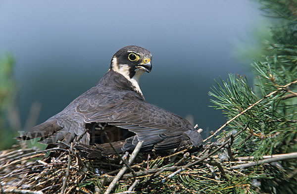 Baumfalke (Falco subbuteo)