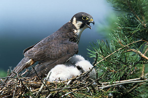 Baumfalke (Falco subbuteo)