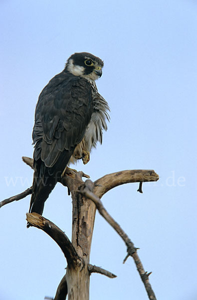 Baumfalke (Falco subbuteo)