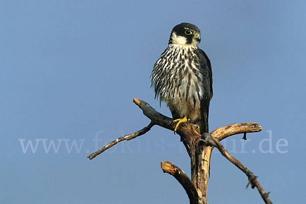 Baumfalke (Falco subbuteo)