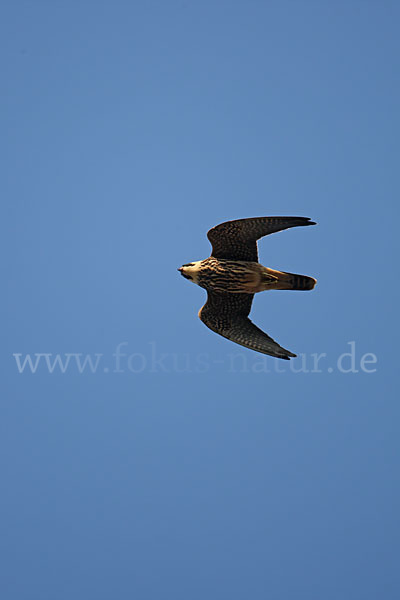 Baumfalke (Falco subbuteo)