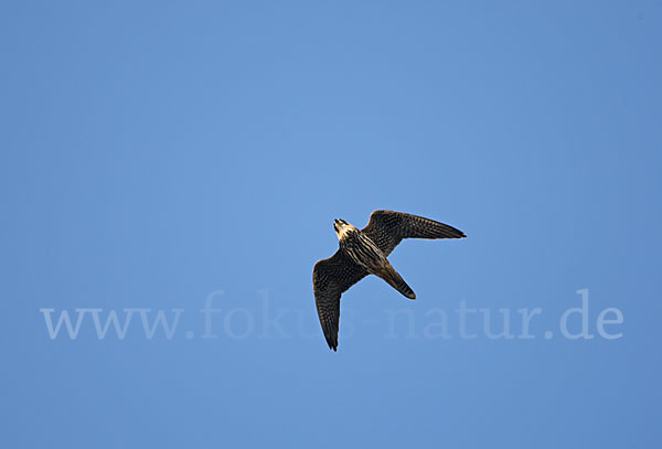 Baumfalke (Falco subbuteo)