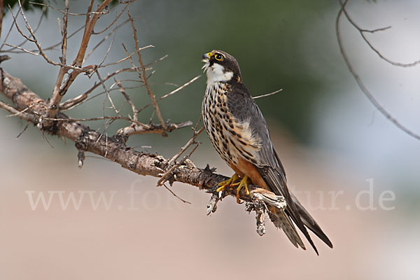 Baumfalke (Falco subbuteo)