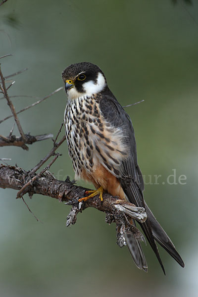 Baumfalke (Falco subbuteo)