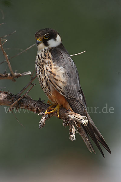 Baumfalke (Falco subbuteo)