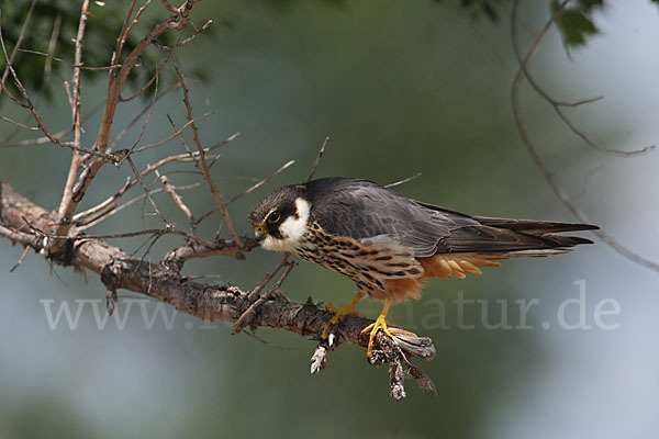 Baumfalke (Falco subbuteo)