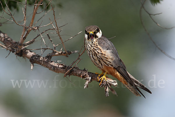 Baumfalke (Falco subbuteo)