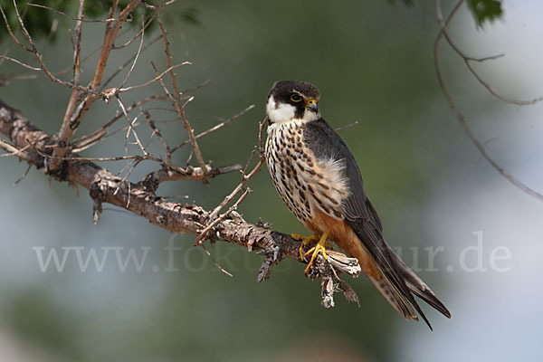 Baumfalke (Falco subbuteo)