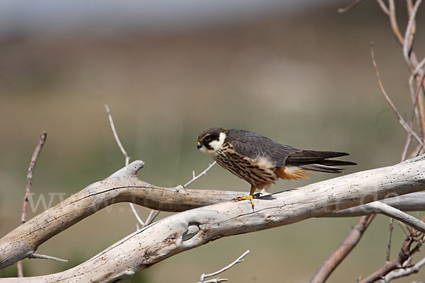 Baumfalke (Falco subbuteo)