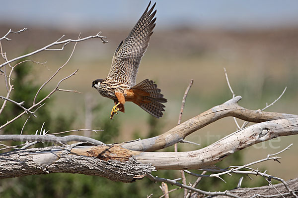 Baumfalke (Falco subbuteo)