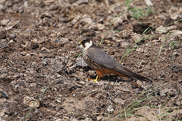 Baumfalke (Falco subbuteo)