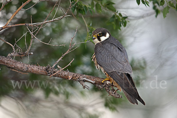 Baumfalke (Falco subbuteo)