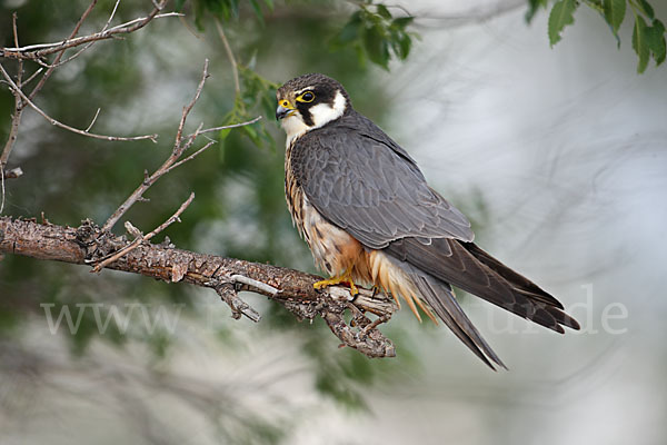 Baumfalke (Falco subbuteo)