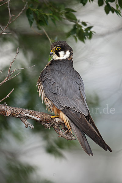 Baumfalke (Falco subbuteo)