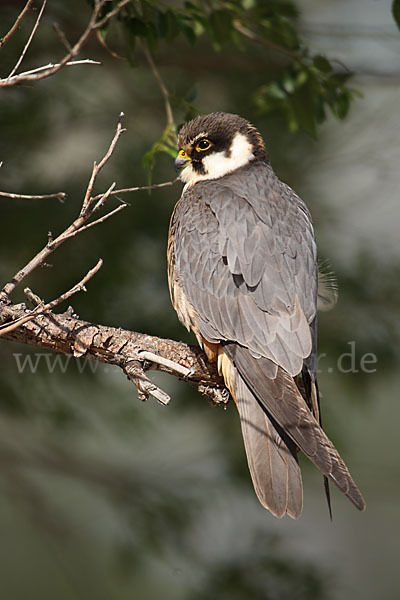 Baumfalke (Falco subbuteo)